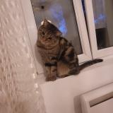 Photo de chat perdu à Mulhouse