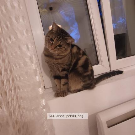 Photo 1/1 Riyad Kari Chat perdu à Mulhouse