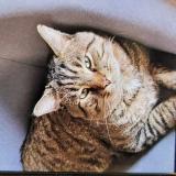 Photo de chat perdu à Monbonnot Saint Martin