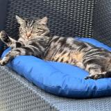 Photo de chat perdu à Salouel