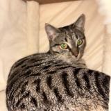 Photo de chat perdu à Rombas