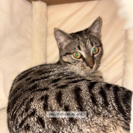 Photo 1/1 Tobias Chat perdu à Rombas