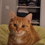 Photo de chat perdu à Albi