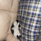 Photo de chat perdu à Tancrou