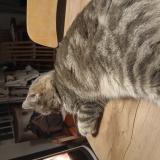 Photo de chat perdu à Malrevers