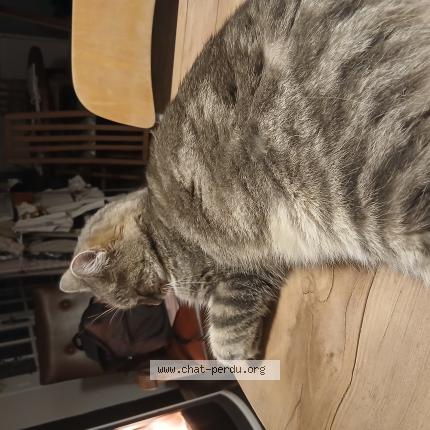 Photo 1/1 Tiesto Chat perdu à Malrevers