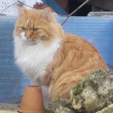 Photo de chat perdu à Parempuyre