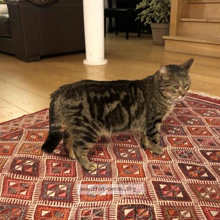 Photo 1/1 Chat retrouvé Perdu à Malakoff