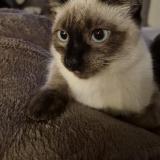 Photo de chat perdu à Castelnau Estretefonds