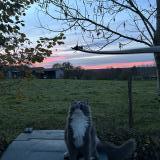 Photo de chat perdu à Sedzere