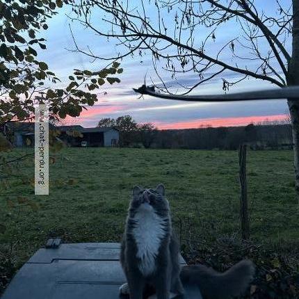 Photo 1/1 Lolachacha Chat perdu à Sedzere