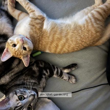 Photo 1/1 Chat retrouvé Perdu à Orleans