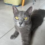 Photo de chat perdu à Saint Paul