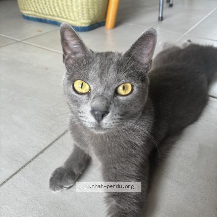 Photo 1/1 Slo Chat perdu à Saint paul