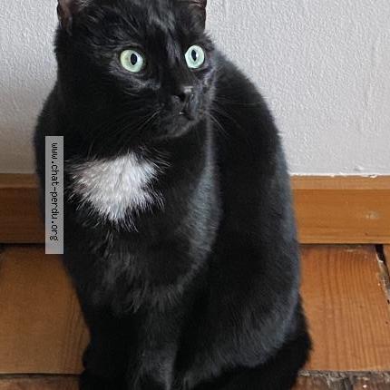 Photo 1/1 Chat retrouvé Perdu à Anderlecht