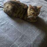 Photo de chat perdu à Mulhouse