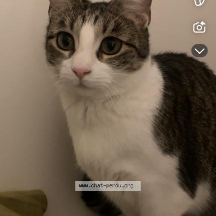 Photo 1/1 Chat retrouvé Perdu à Chelles