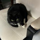 Photo de chat trouvé à Soignies