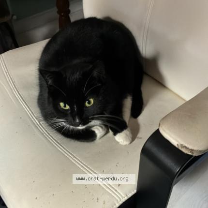 Photo 1/1 Chat trouvé Trouvé à Soignies