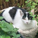 Photo de chat perdu à Avignon