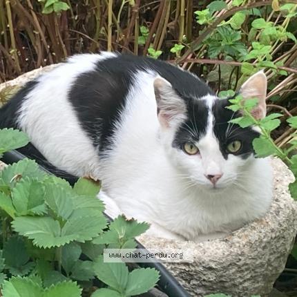 Photo 1/1 Pawnee Chat perdu à Avignon