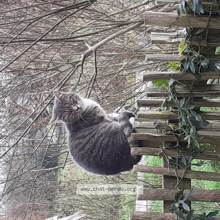 Photo 1/1 Chat retrouvé Perdu à Treillieres