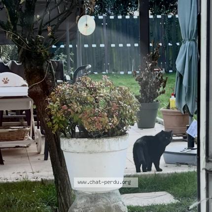 Photo 2/2 Chat trouvé Trouvé à Dans notre jardin