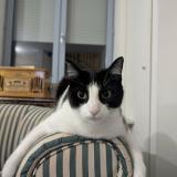 Photo de chat perdu à Saint Etienne