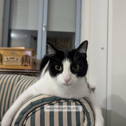 Photo 1/1 Dany Chat perdu à Saint etienne