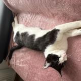 Photo de chat trouvé à Montagnole