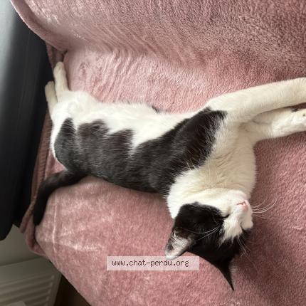 Photo 1/1 Chat trouvé Trouvé à Montagnole