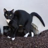 Photo de chat retrouvé à West Palm Beach