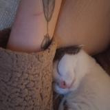 Photo de chat perdu à Val De Reuil