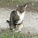 Photo de chat perdu à Saze