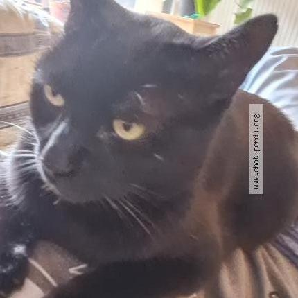 Photo 1/1 Bob Chat perdu à Castanet tolosan