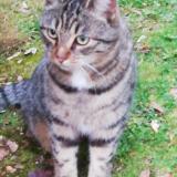 Photo de chat trouvé à Jazeneuil