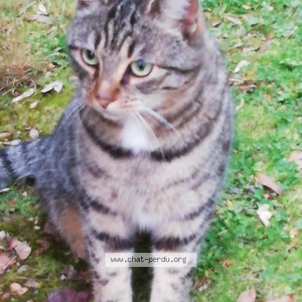 Photo 1/1 Chat trouvé Trouvé à Jazeneuil