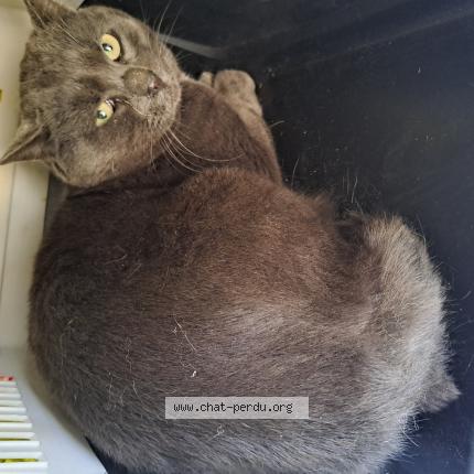 Photo 1/1 Chat trouvé Trouvé à Genebrieres