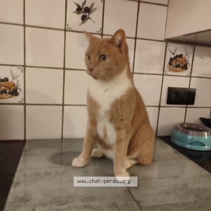 Photo 1/1 Chat retrouvé Perdu à Malonne