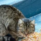 Photo de chat trouvé à Souesmes