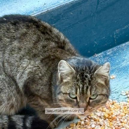 Photo 1/1 Chat trouvé Trouvé à Souesmes