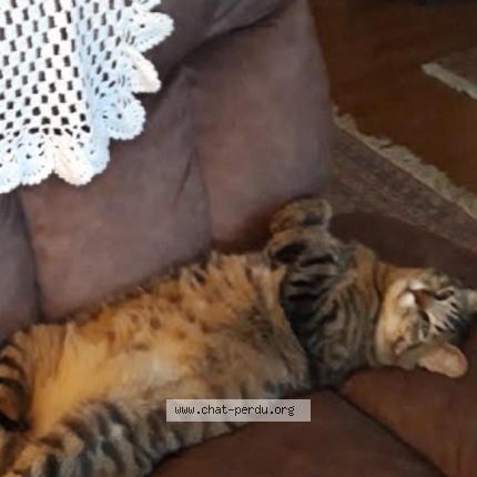 Photo 1/1 Chat retrouvé Perdu à Clermont ferrand