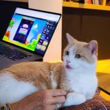 Photo de chat perdu à Cannes