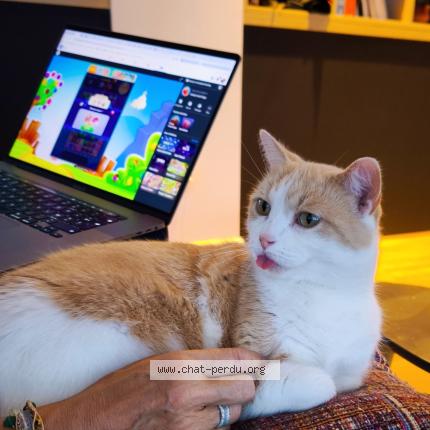 Photo 1/1 Chat retrouvé Perdu à Cannes