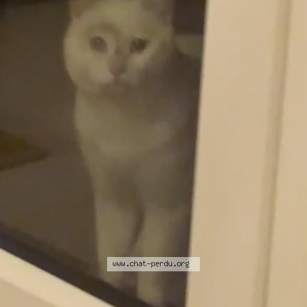 Photo 1/1 Chat trouvé Trouvé à Saint georges montcocq