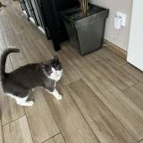 Photo de chat perdu à Aurillac Auvergne Rhone Alpes