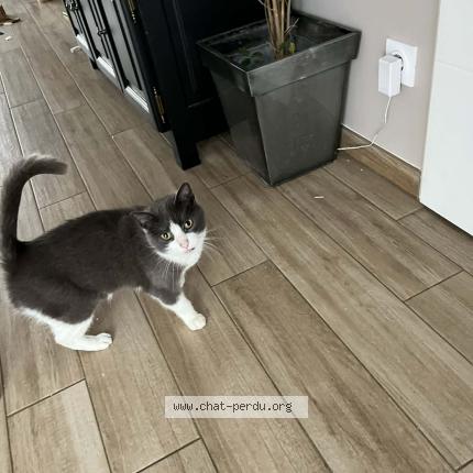 Photo 1/1 Moustique Chat perdu à Aurillac auvergne rhone alpes