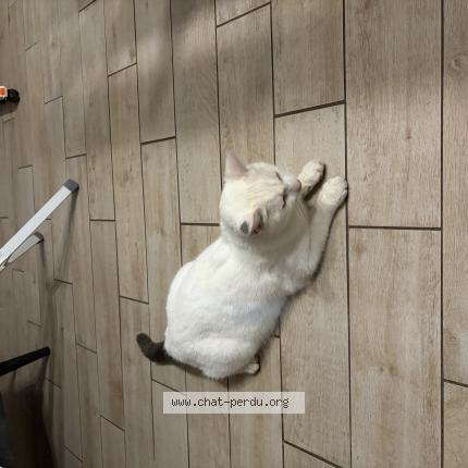 Photo 1/1 Chat retrouvé Trouvé à Tancarville