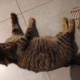 Photo de chat trouvé à Chenevrey Et Morogne