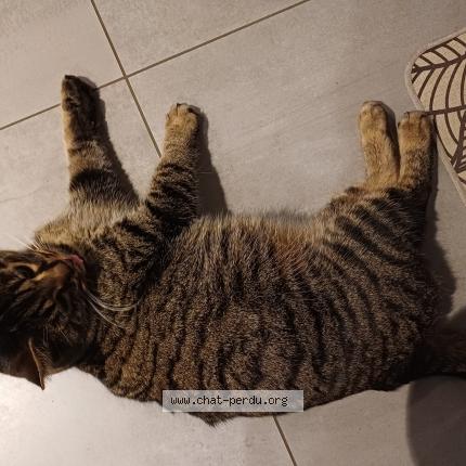 Photo 1/1 Chat trouvé Trouvé à Chenevrey et morogne